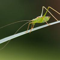 Speckled Bush Cricket 1 